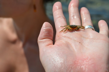 small crab