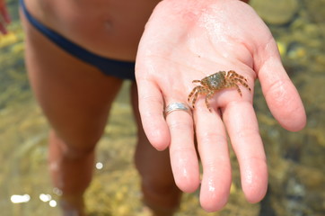 Obraz premium small crab
