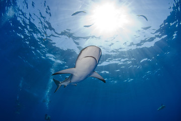 Caribbean Reef Shark bottom up in blue water with sun in the background