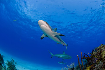 Caribbean Reef Shark bottom view above colorful coral reef in blue water