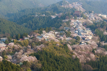 Fototapeta na wymiar Yoshinoyama sakura cherry blossom . Mount Yoshino in Nara Prefecture, Japan's most famous cherry blossom viewing spot