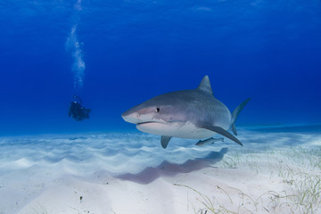 Fototapeta premium Tiger shark close to the ground with shadow on the sand and scuba diver / videographer / photographer in the background