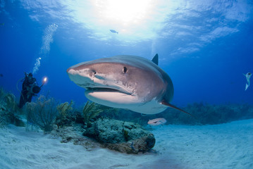 Tiger shark with open mouth and scuba diver / videographer / photographer in the background