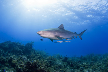 Tiger Shark swimming above the reef with sun in the background