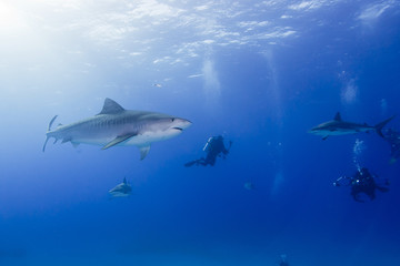 Tiger shark with caribbean reef sharks and scuba divers in clear blue water 