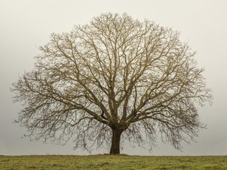 Einsamer Baum