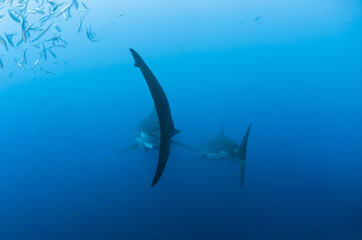 Obraz premium Tail fin of a great white shark in clear blue water