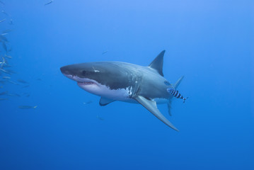 Great white shark with pilot fish from the side in clear blue water