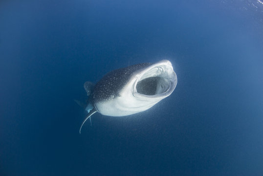 Whale shark with wide open mouth feeding plankton