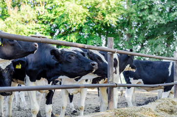 Cows on the farm behind the fence.