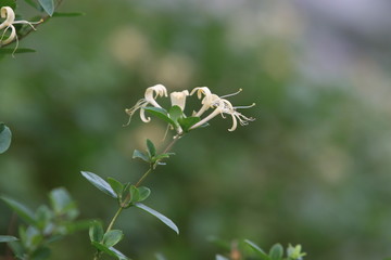Obraz premium 忍冬の花