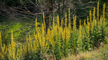 Flowering Mullein Plants on the Forest Background.