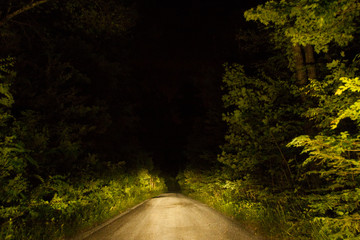 A road through the forest at night, lit by car headlights.  Greenbrier, Great Smoky Mountains National Park, TN, USA.