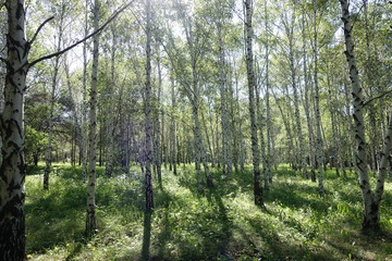 Birch grove on sunny day in late spring
