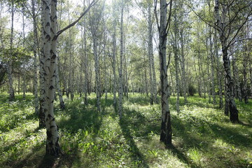 Sunny day in birch grove in May