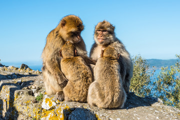Fototapeta premium Barbary macaques family sits on top of the Rock of Gibraltar