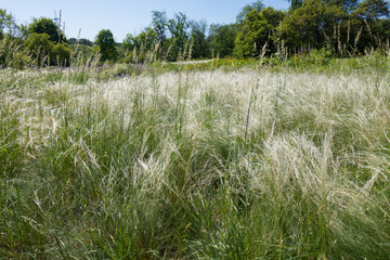 Feathery flowering spikes of Stipa in late spring