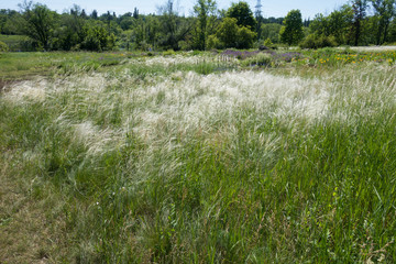 Meadow with feather grass in late May