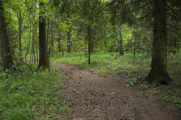 the green wood after a rain