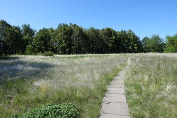 Walk in the meadow covered with feather grass