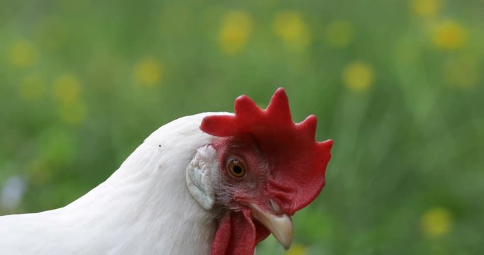 Close up portrait of a white leghorn chicken with red comb and yellow beak looks at camera