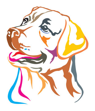 Colorful decorative portrait of Labrador Retriever vector illustration