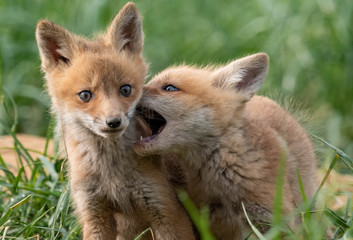Red Fox Kits