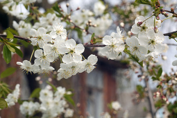 Cherry tree in blossom with bokeh.