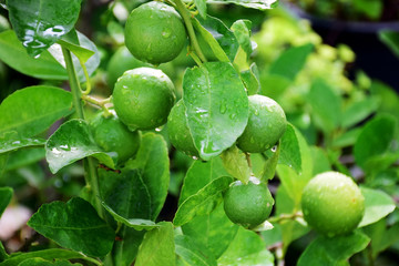 Plant a lemon tree