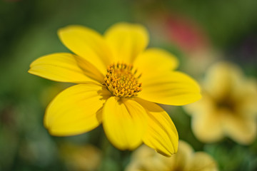 Yellow Flower Macro gelbe Blumen 