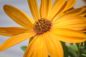 Orange Flower Macro Blumen