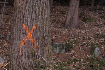Sign spray paint for felling of a tree