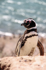 Naklejka premium Magellanic penguin at shore