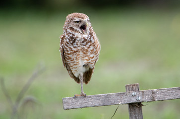 Burrowing owl yawning and looking bored on his perch