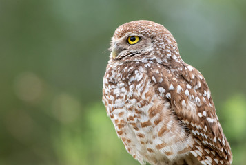 Profile portrait of a burrowing owl