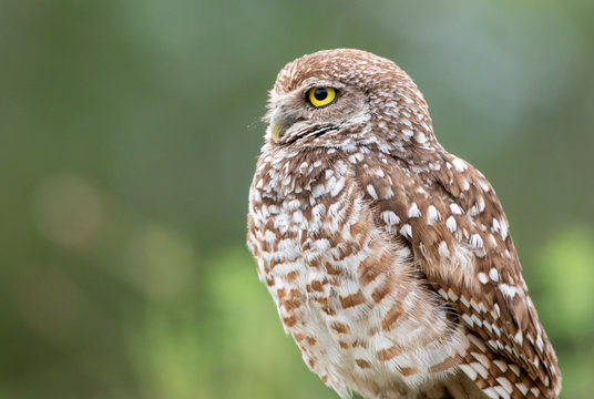 Profile Portrait Of A Burrowing Owl