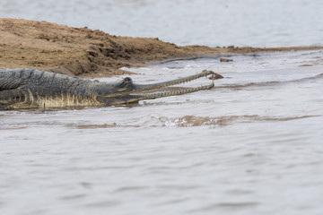 An Indian Gharial swimming inside chambal river