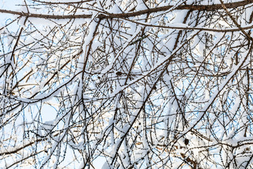 snow-covered branches of larch tree in winter day