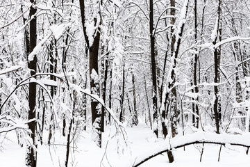 black tree trunks in snowy forest in overcast day