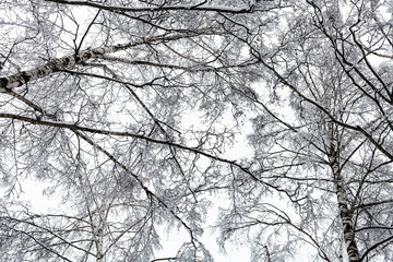 bottom view of snow-covered birch trees in forest
