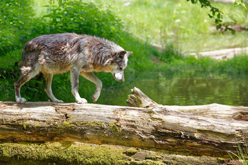 Loup gris