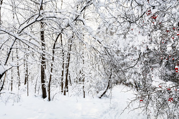snowy footpath in forest park in winter morning