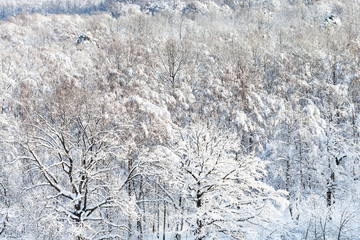 above view of snow-covered forest in winter