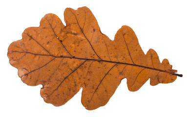 fallen dried leaf of oak tree isolated on white