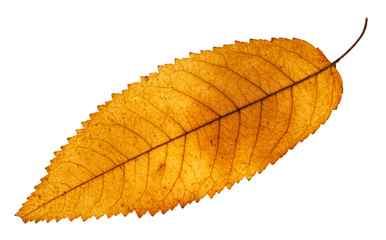 autumn yellow leaf of ash tree isolated