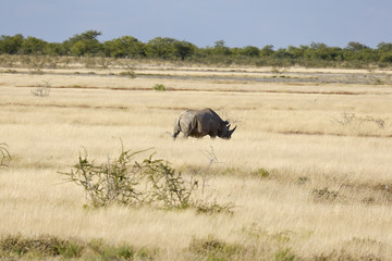 Fototapeta premium Namibie