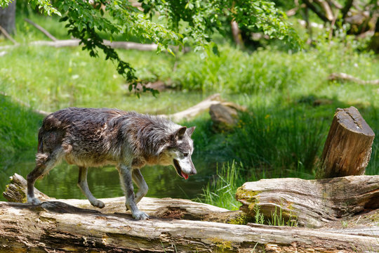 Loup gris