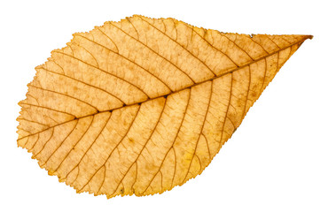 back side of autumn yellow leaf of horse chestnut