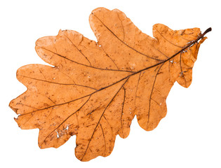Fototapeta premium back side of autumn broken leaf of oak tree