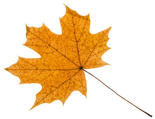 yellow autumn leaf of maple tree isolated
